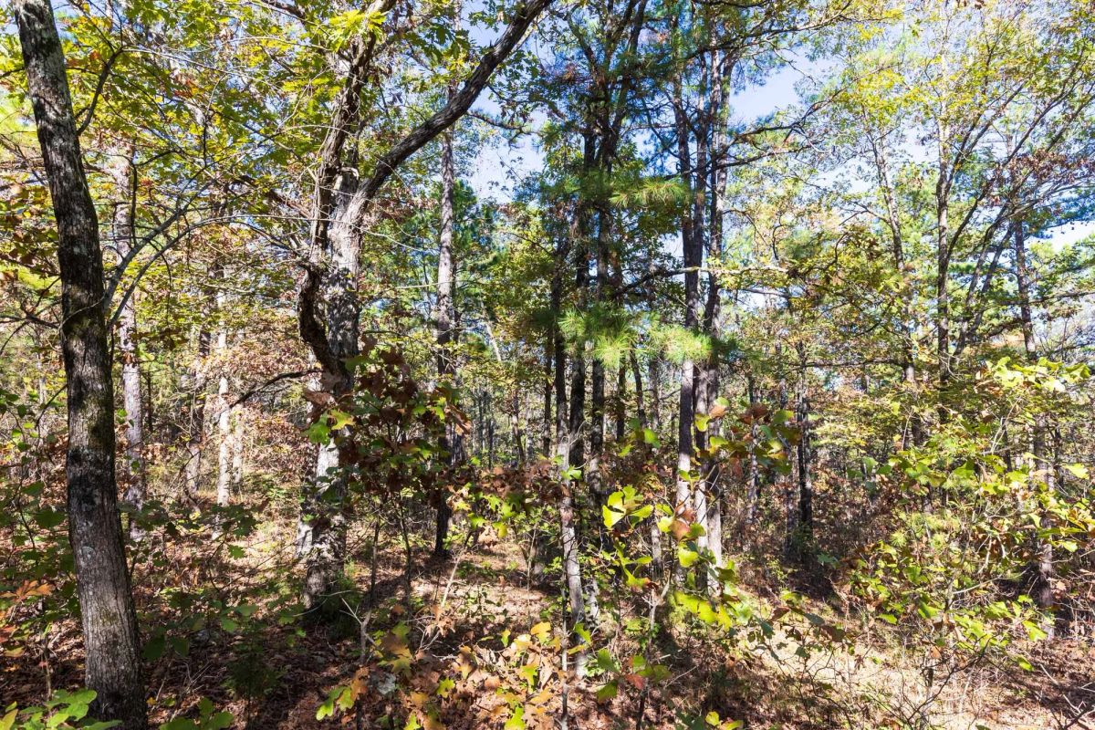 Decorative background for Stone Bridge Reserve Tract 28 image 5