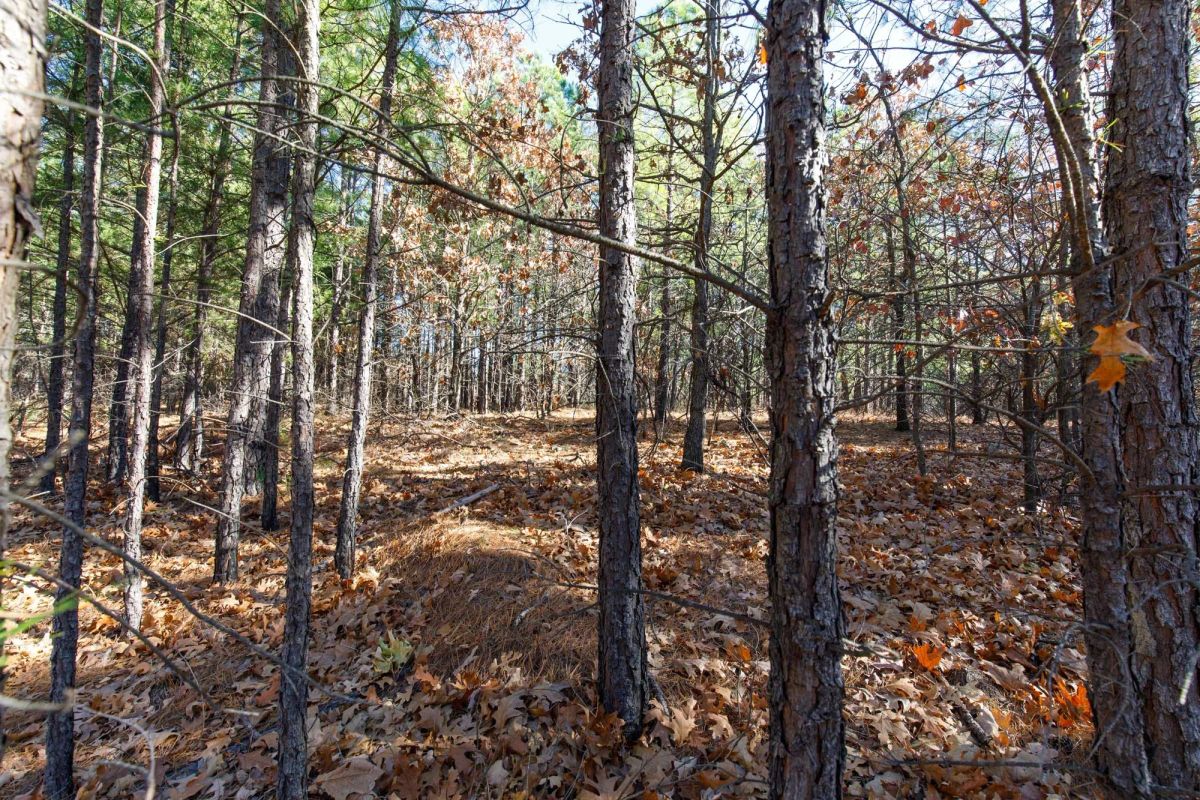 Decorative background for Stone Bridge Phase II Tract 129 image 6