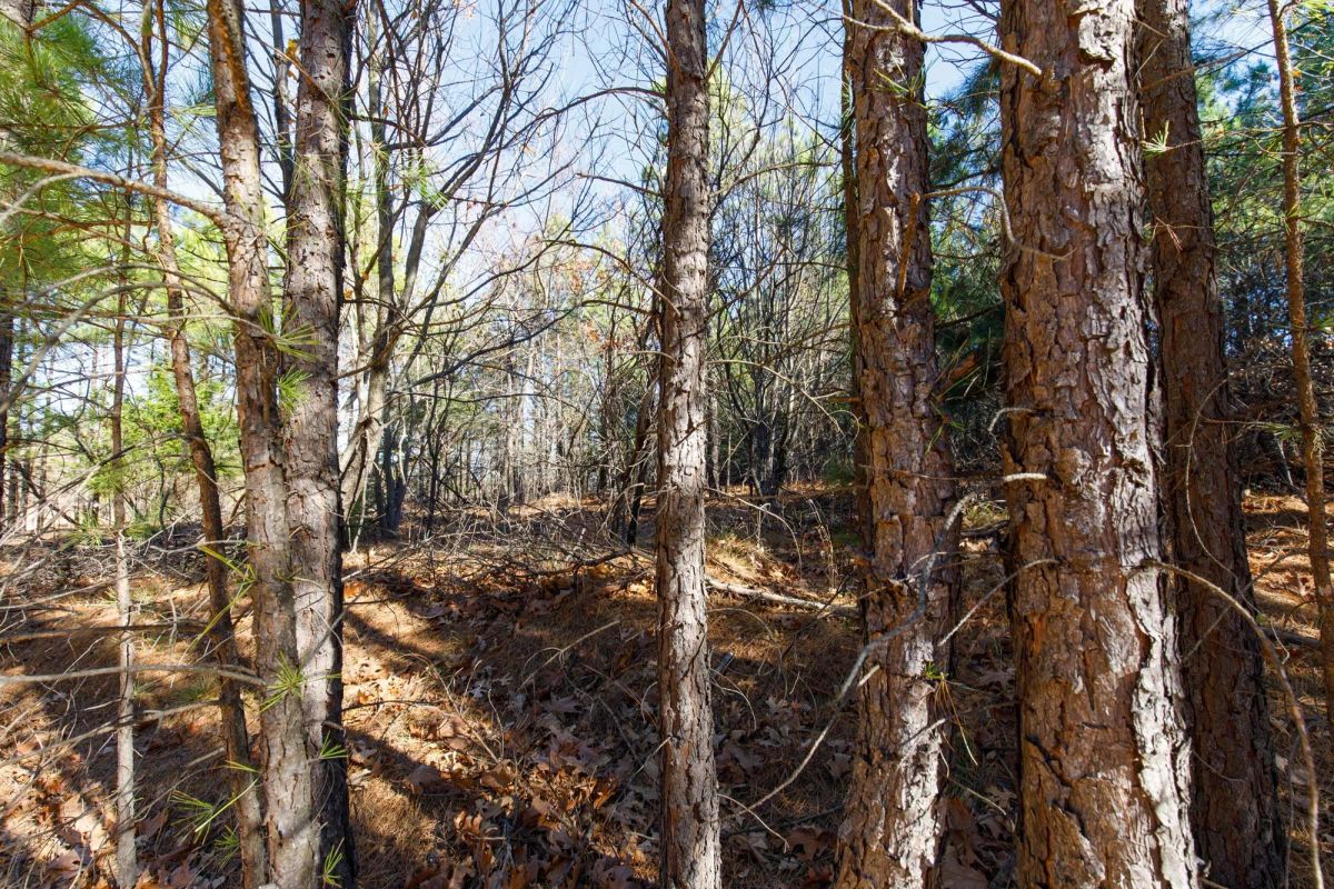 Decorative background for Stone Bridge Phase II Tract 129 image 11