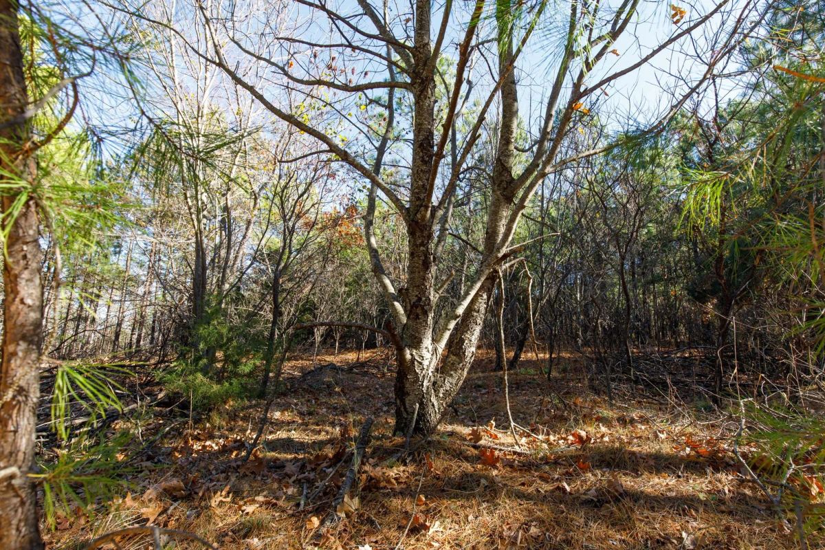 Decorative background for Stone Bridge Phase II Tract 129 image 12
