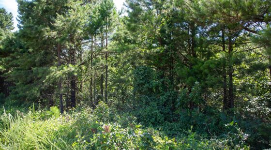 Tyler Stone Ranch Tract 2 in Le Flore County, OK