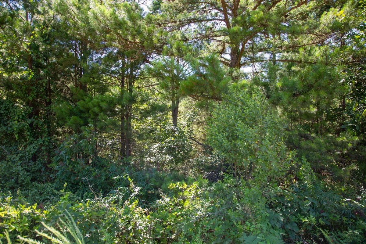 Tyler Stone Ranch Tract 2 - Image 3