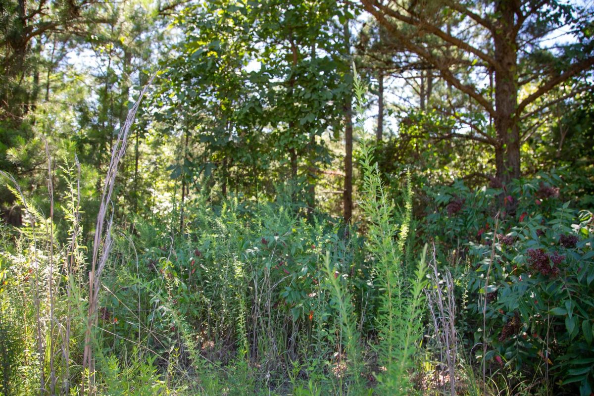 Decorative background for Tyler Stone Ranch Tract 2 image 8