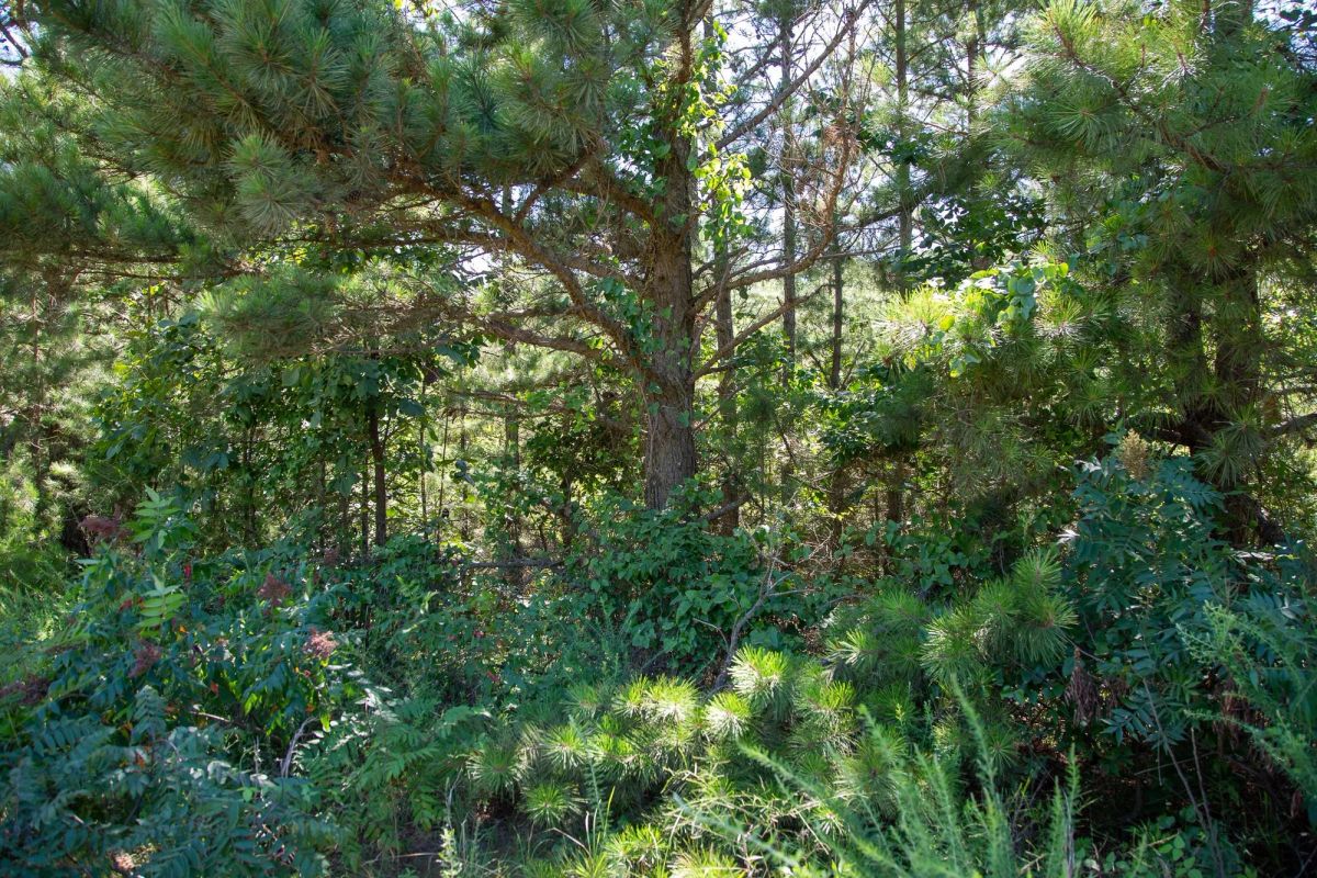Decorative background for Tyler Stone Ranch Tract 2 image 9
