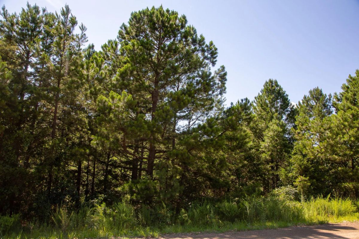 Decorative background for Tyler Stone Ranch Tract 2 image 10