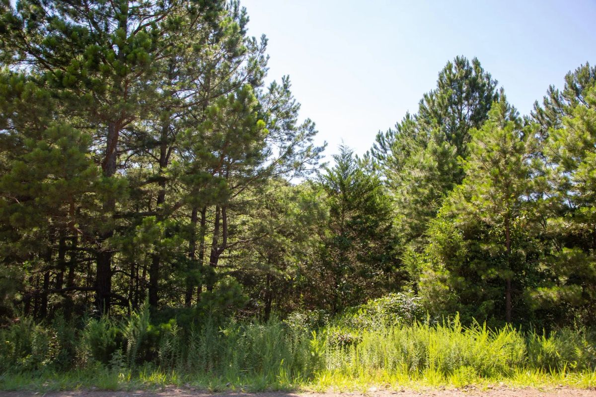 Decorative background for Tyler Stone Ranch Tract 2 image 11