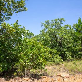 Tyler Stone Ranch Tract 55 in Le Flore County, OK