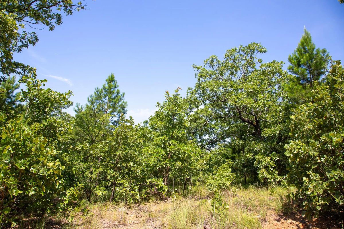 Decorative background for Tyler Stone Ranch Tract 55 image 5