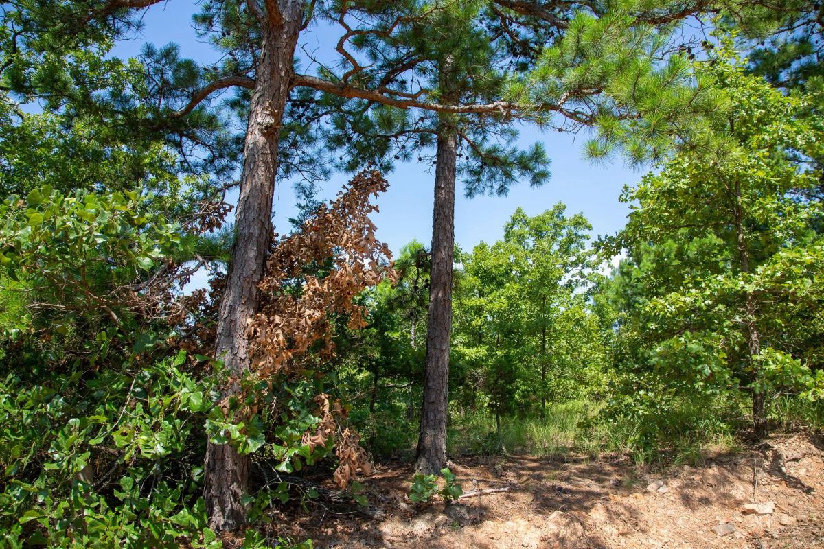 Decorative background for Tyler Stone Ranch Tract 55 image 7