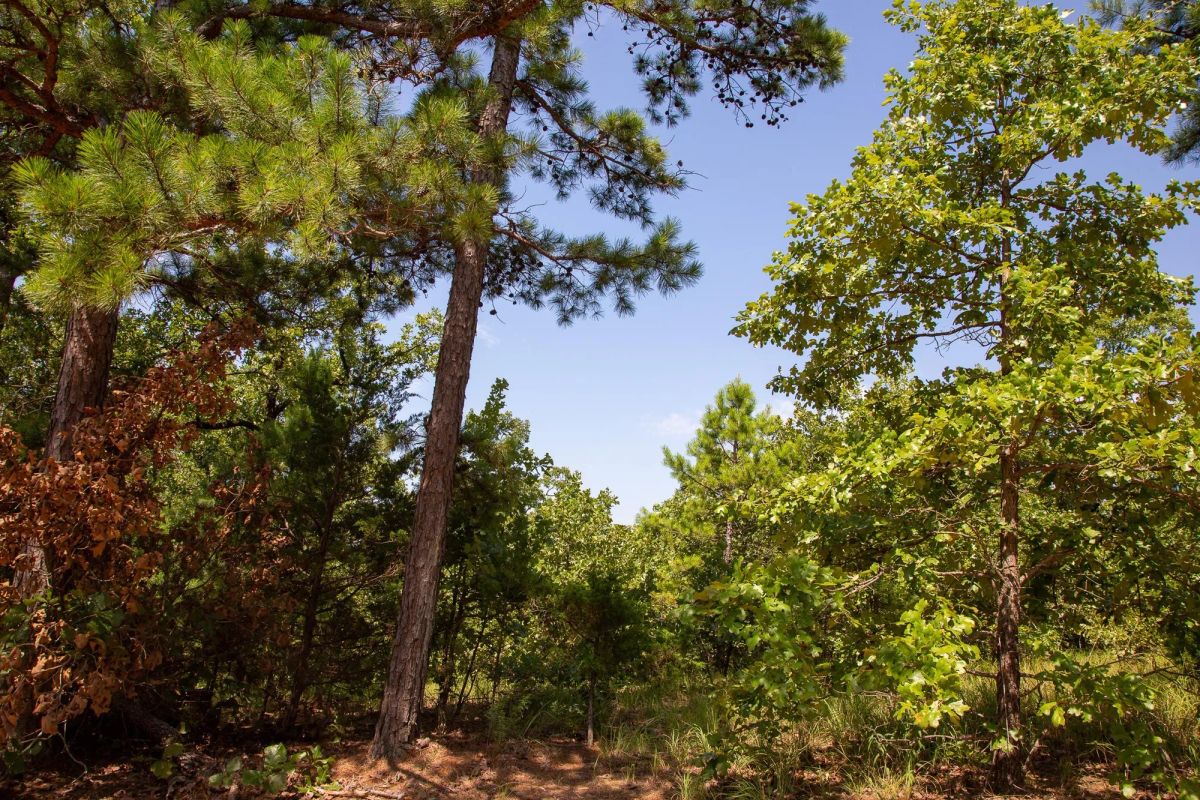 Decorative background for Tyler Stone Ranch Tract 55 image 8