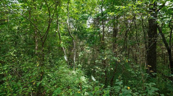 Spring Lake Plat 1 Tract 30 in Miller County, MO