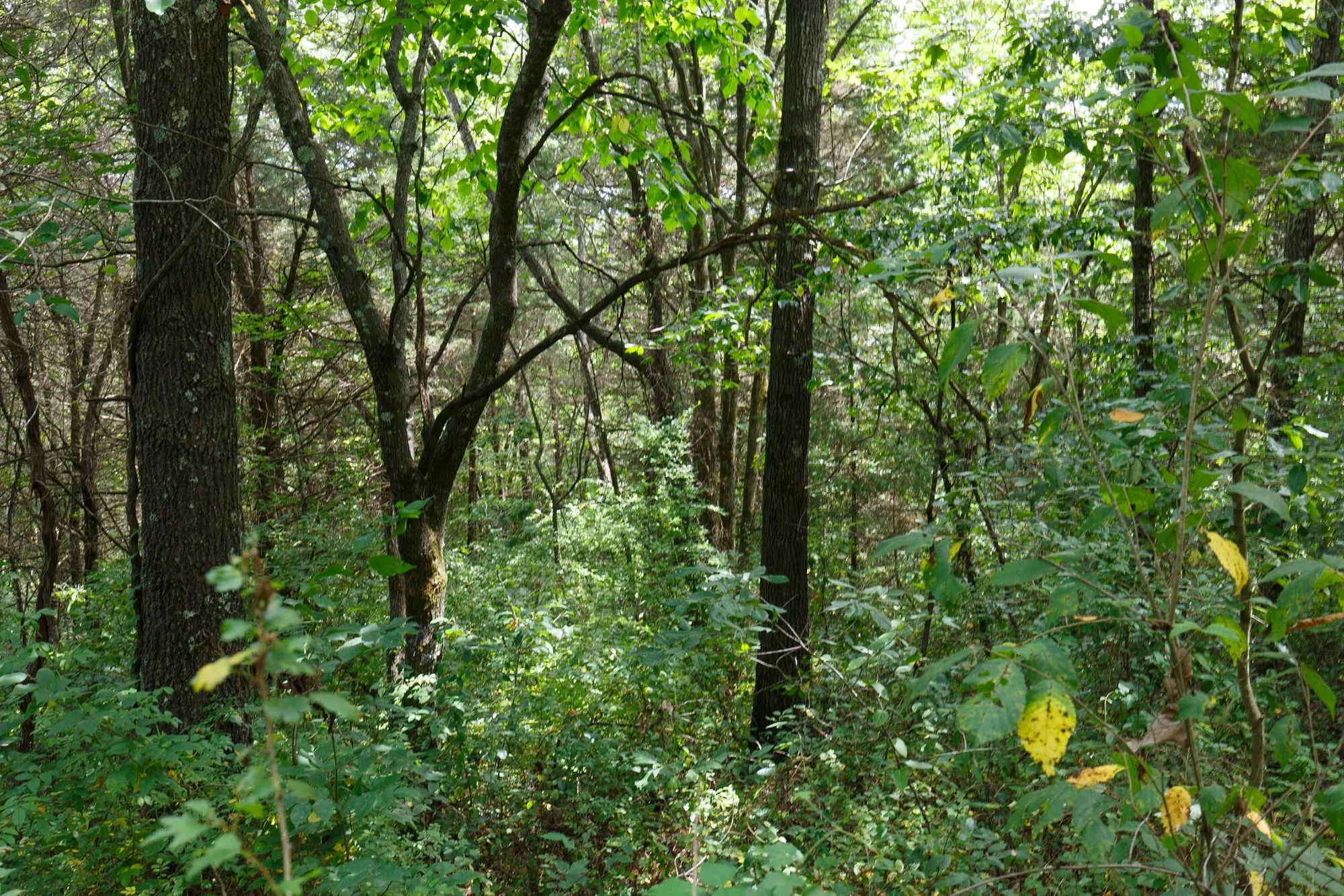 Spring Lake Plat 1 Tract 30 in Miller County, MO