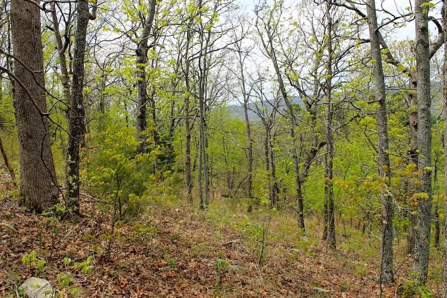 Decorative background for Trophy Ridge Phase III Tract 53 image 5