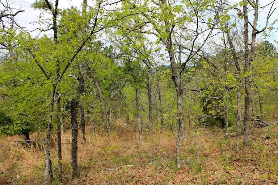 Decorative background for Trophy Ridge Phase III Tract 53 image 7