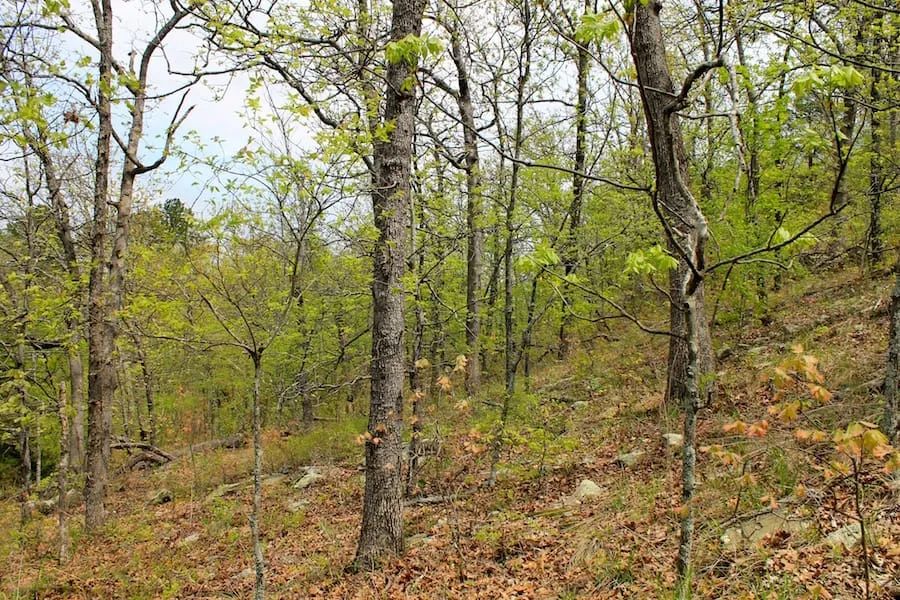 Decorative background for Trophy Ridge Phase III Tract 53 image 8