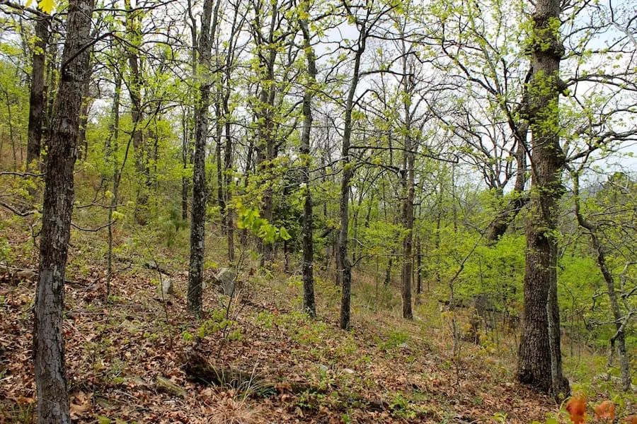 Decorative background for Trophy Ridge Phase III Tract 53 image 9