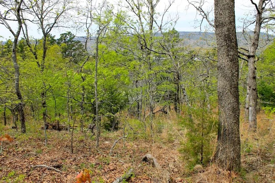 Decorative background for Trophy Ridge Phase III Tract 53 image 10