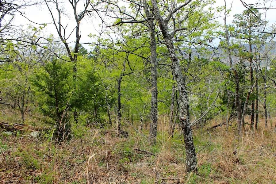 Decorative background for Trophy Ridge Phase III Tract 53 image 11