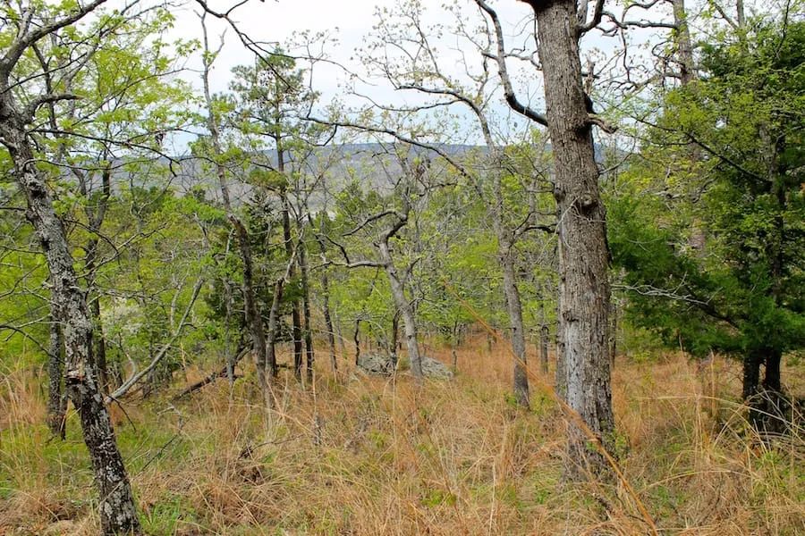 Decorative background for Trophy Ridge Phase III Tract 53 image 12