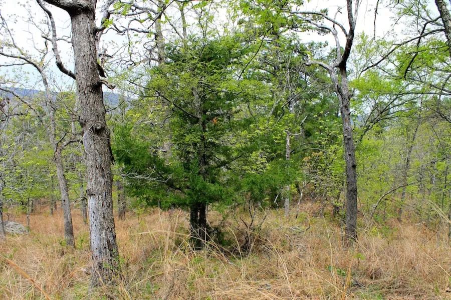 Decorative background for Trophy Ridge Phase III Tract 53 image 13