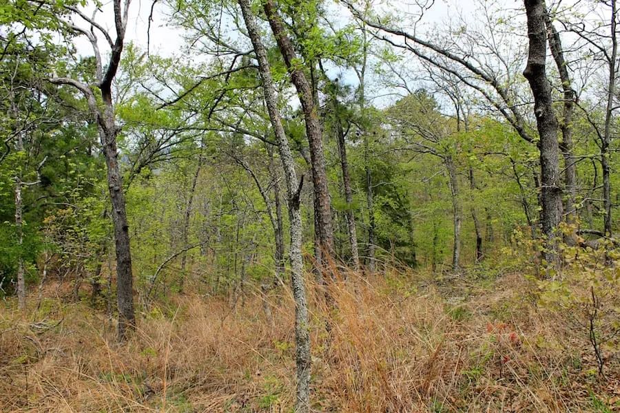 Decorative background for Trophy Ridge Phase III Tract 53 image 14