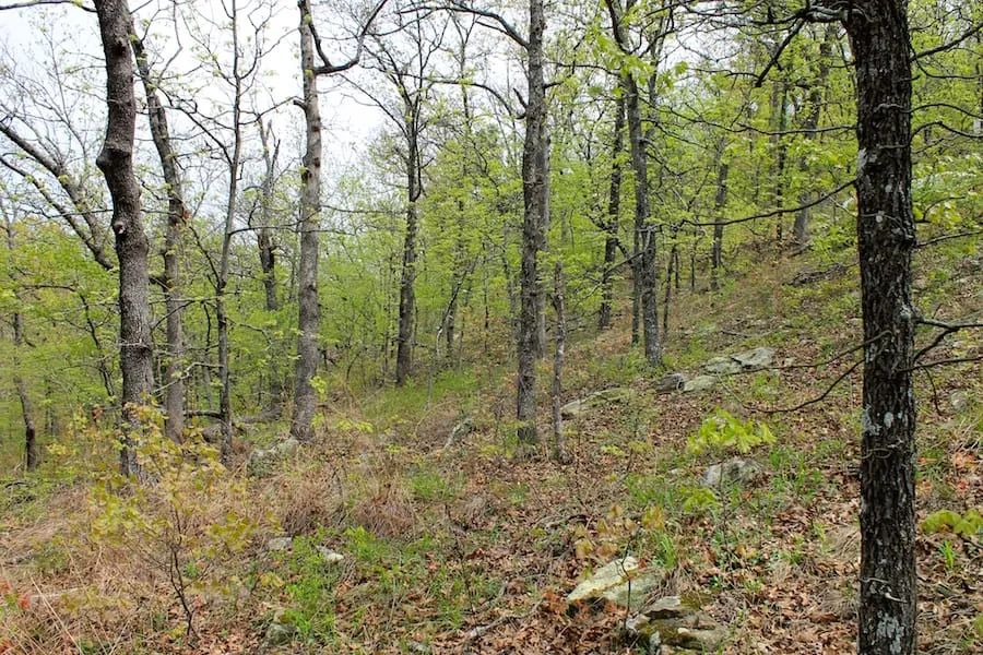 Decorative background for Trophy Ridge Phase III Tract 53 image 15