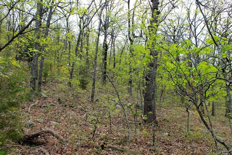 Decorative background for Trophy Ridge Phase III Tract 53 image 16