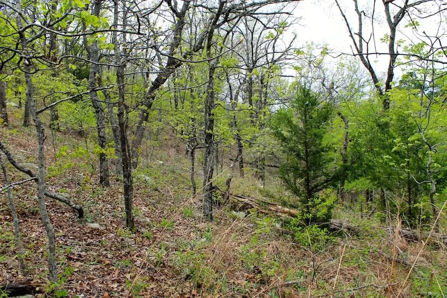 Decorative background for Trophy Ridge Phase III Tract 53 image 17