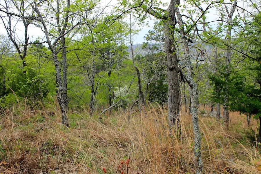 Decorative background for Trophy Ridge Phase III Tract 53 image 18