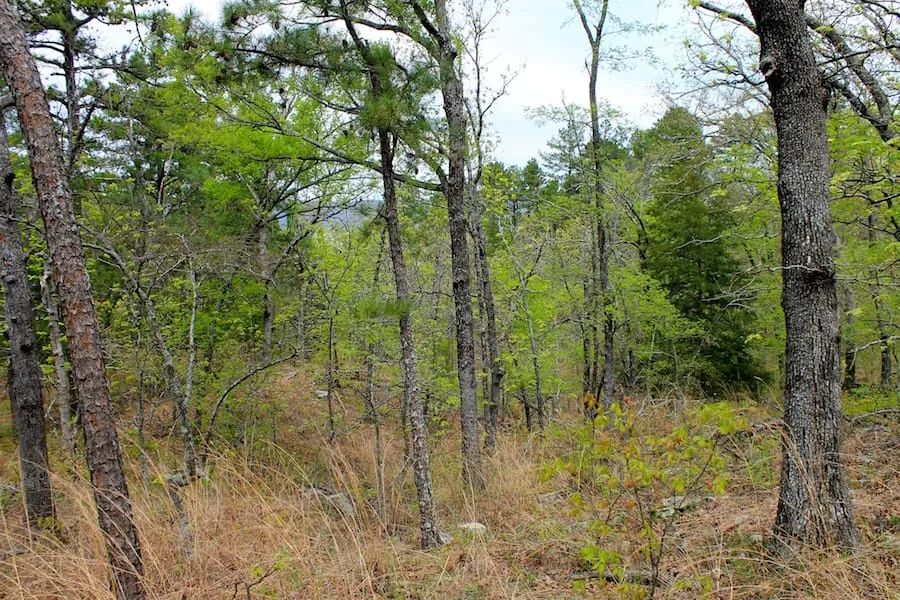 Decorative background for Trophy Ridge Phase III Tract 53 image 19