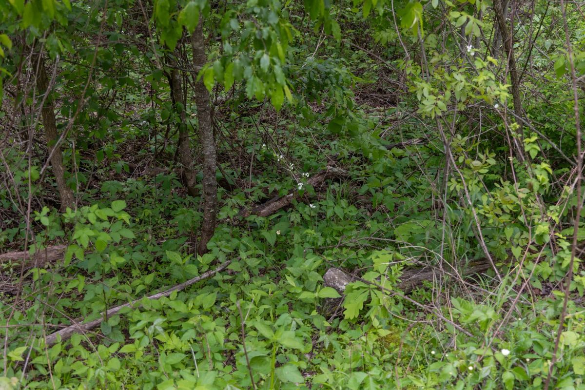 Decorative background for Sleepy Hollow Phase II Tract 92 image 5