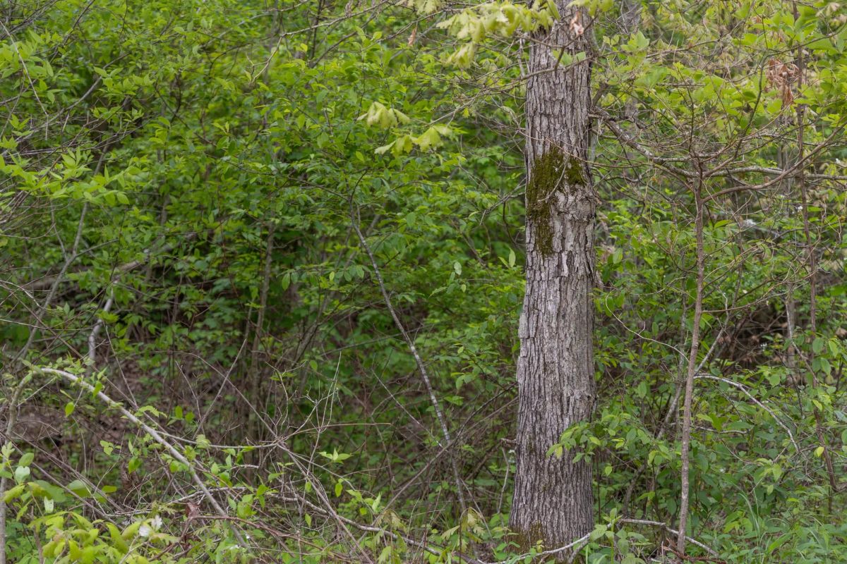 Decorative background for Sleepy Hollow Phase II Tract 92 image 9