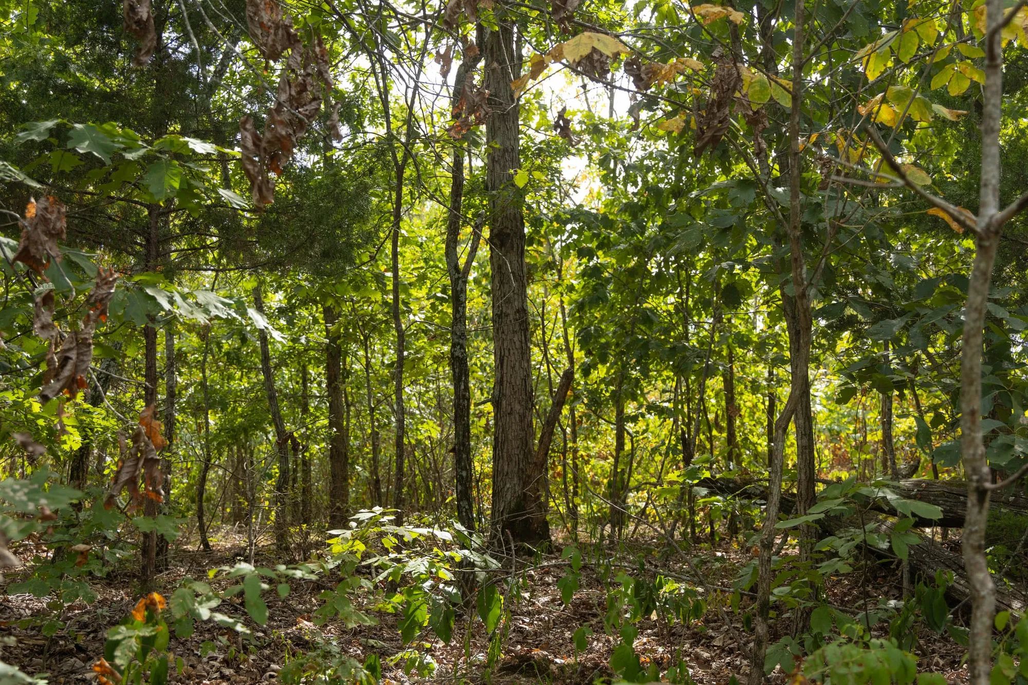 Big White Oak Tract 147 in Perry County, TN