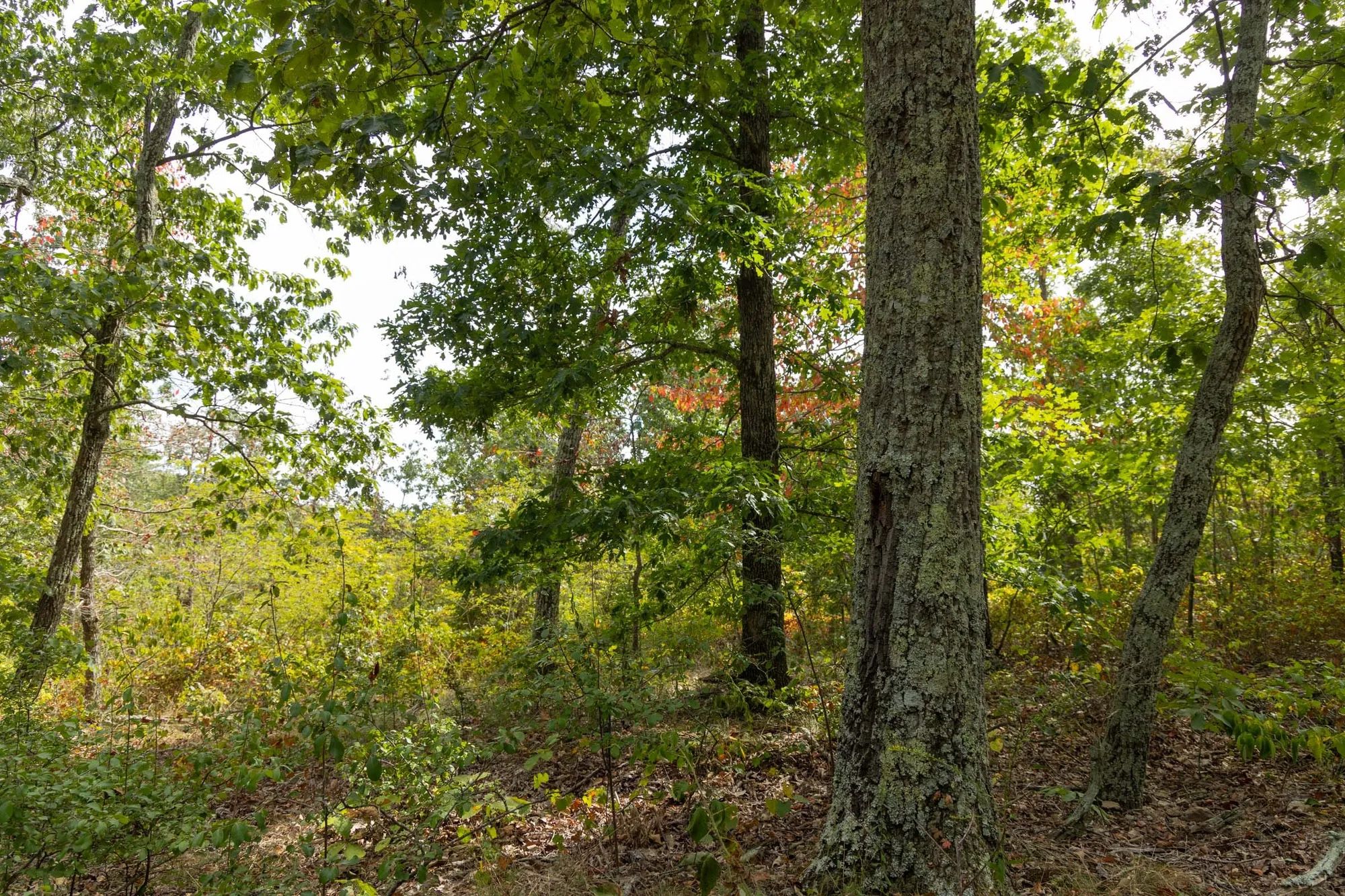 Big White Oak Tract 147 in Perry County, TN