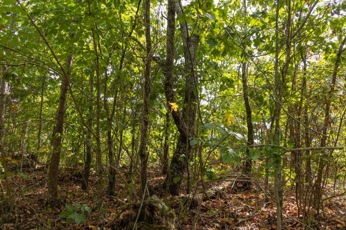 Decorative background for Big White Oak Tract 147 image 6