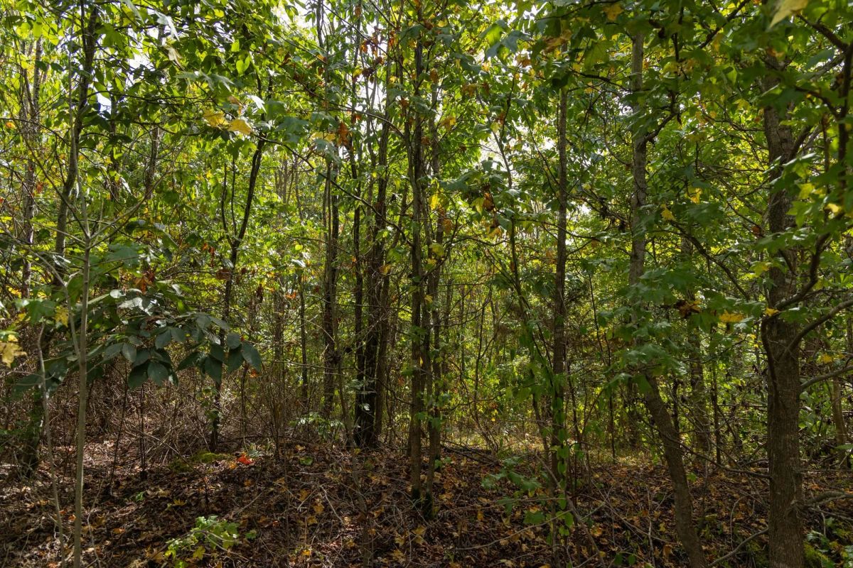 Decorative background for Big White Oak Tract 147 image 7