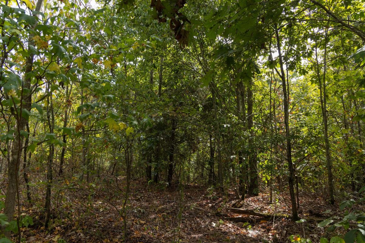 Decorative background for Big White Oak Tract 147 image 8