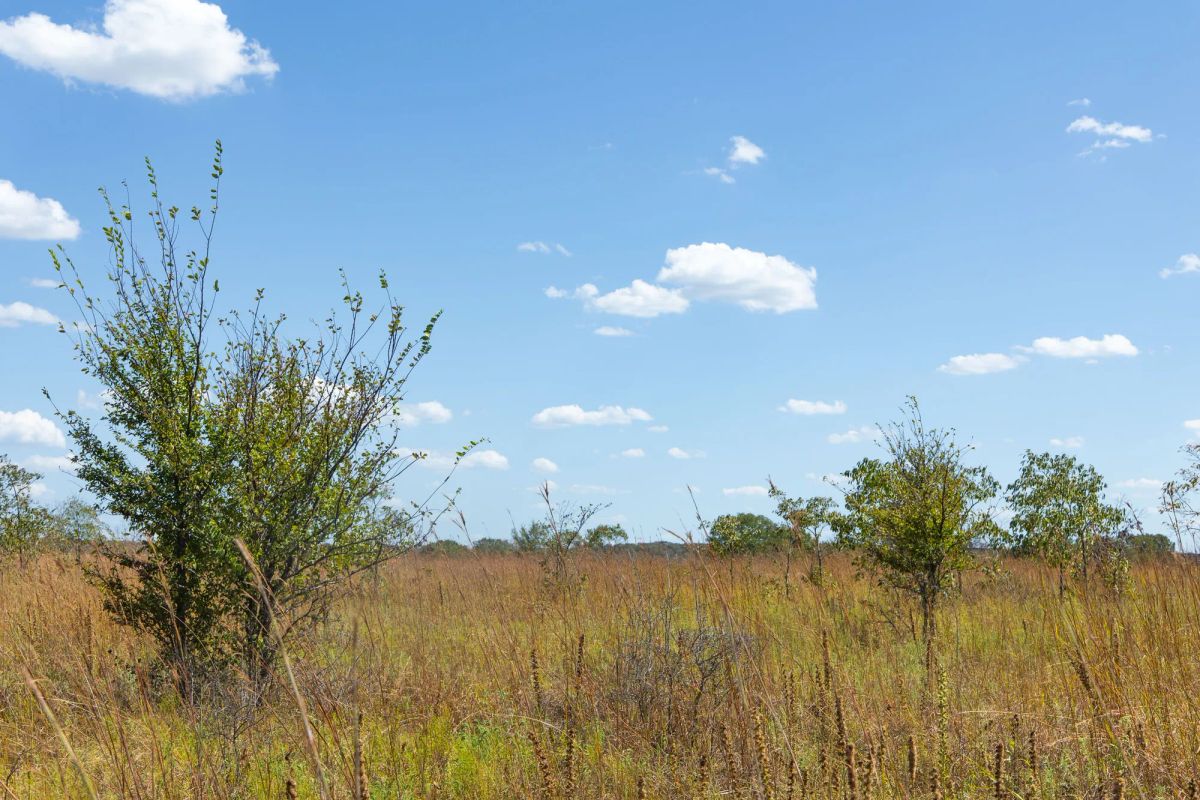 Decorative background for Gracyn Meadows Tract 13 image 9