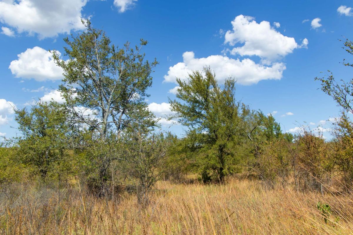 Decorative background for Gracyn Meadows Tract 13 image 12