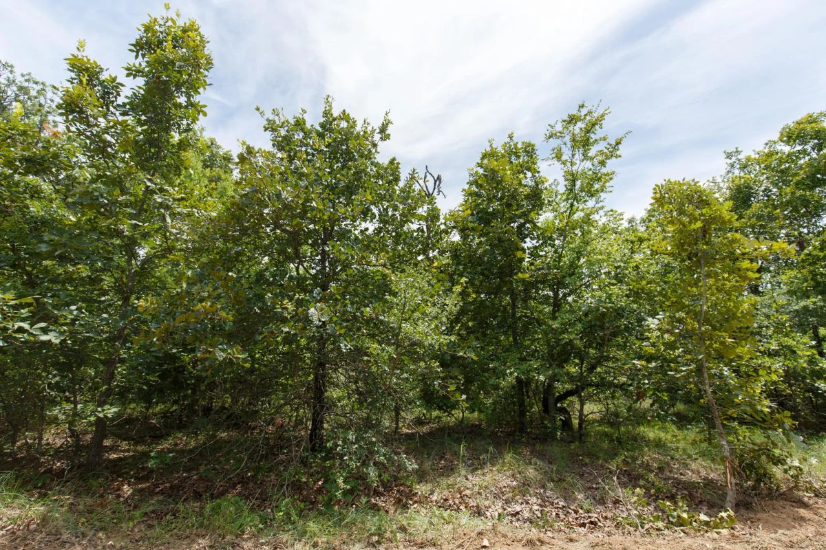 Timber Ridge Tract 25 - Image 2
