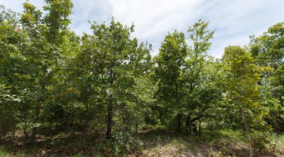 Timber Ridge Tract 25 in McIntosh County, OK