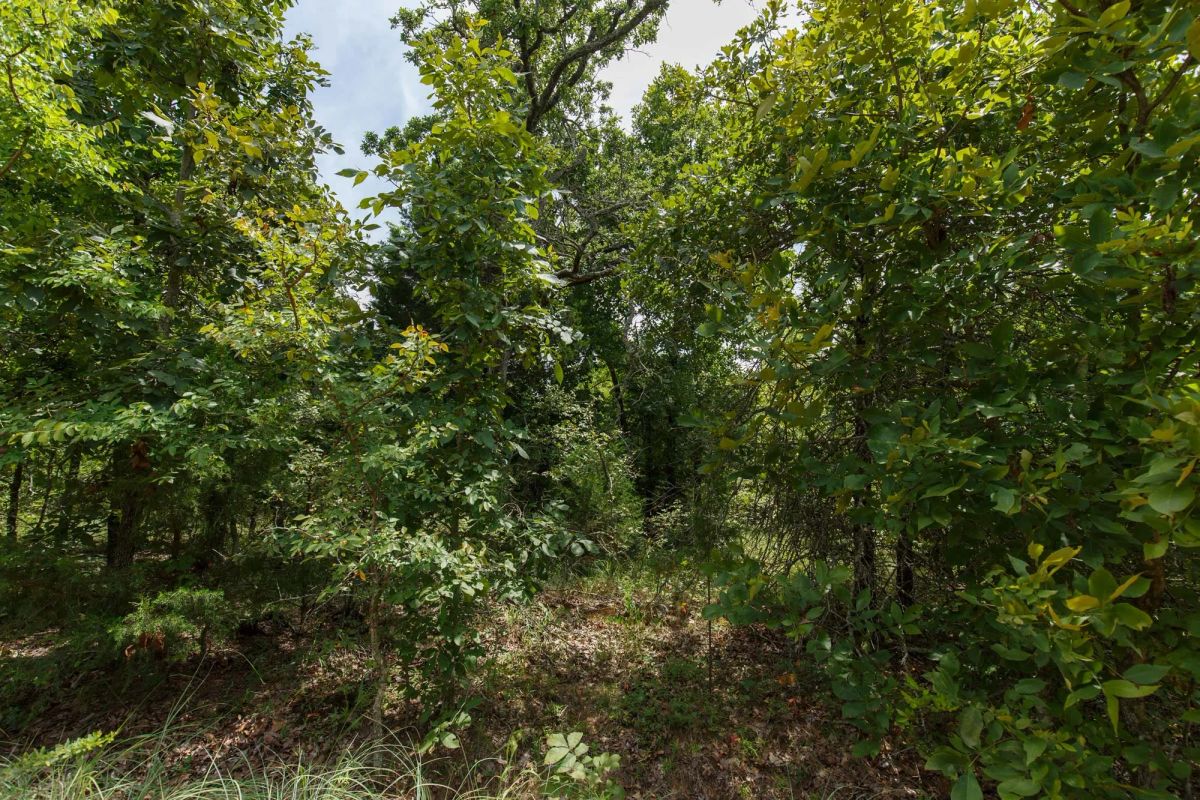 Timber Ridge Tract 25 - Image 3