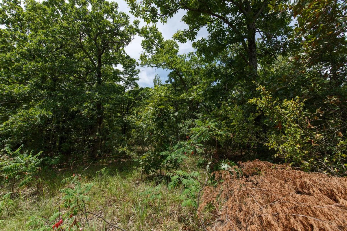 Decorative background for Timber Ridge Tract 25 image 6