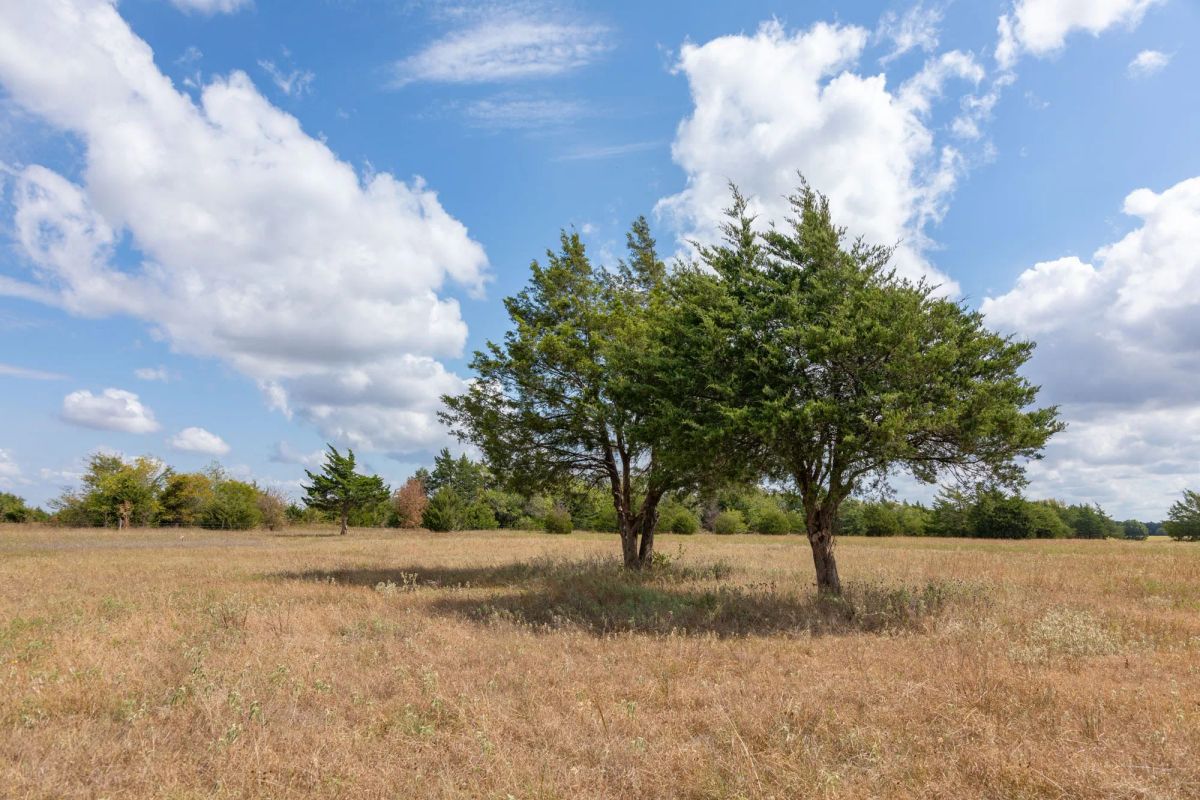 Decorative background for Wildflower Reserve Tract 6 image 6