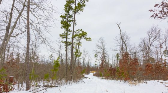 Sleepy Hollow Phase I Tract 11 in Texas County, MO