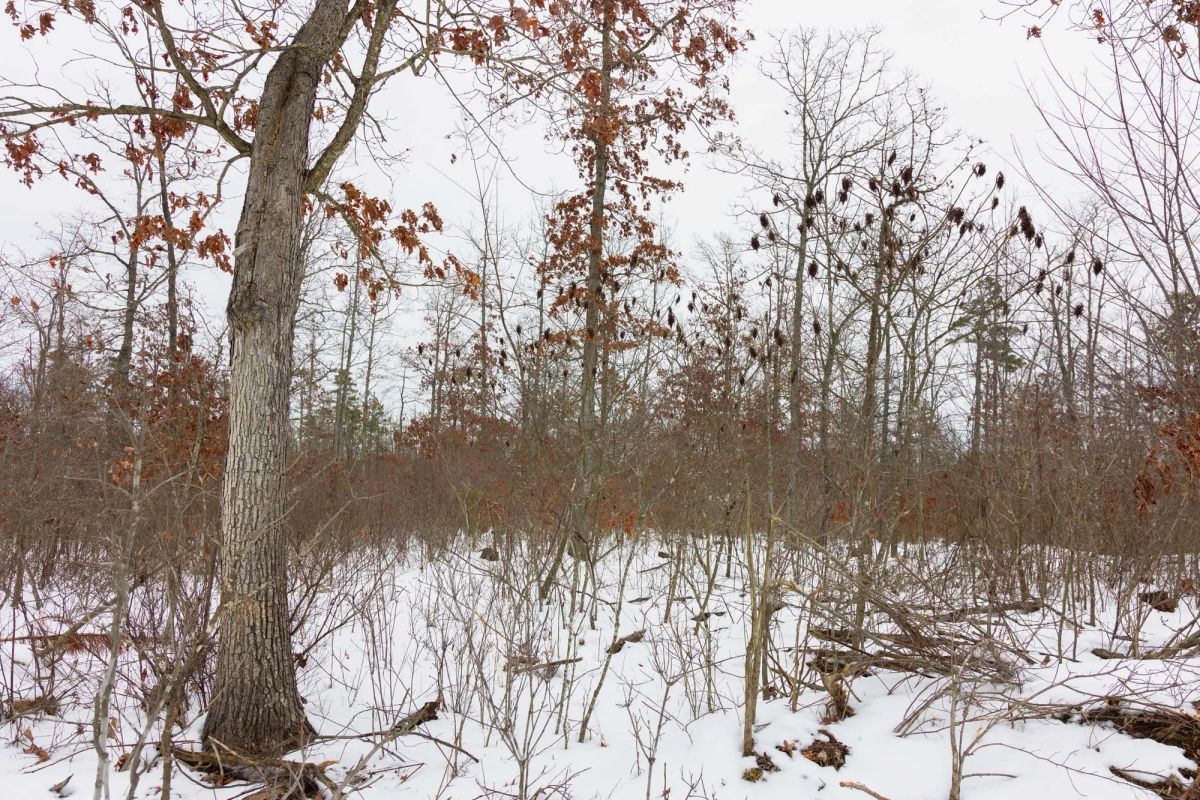 Decorative background for Sleepy Hollow Phase I Tract 11 image 5