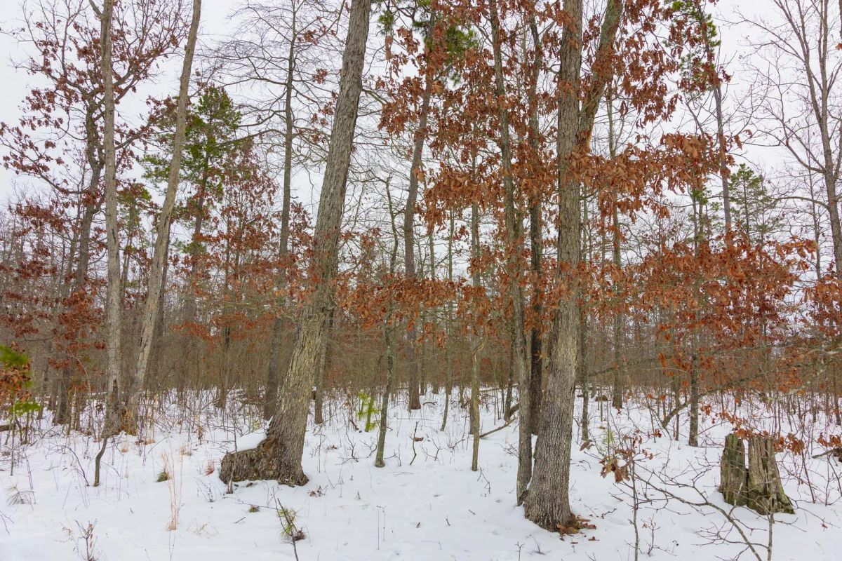 Decorative background for Sleepy Hollow Phase I Tract 11 image 7