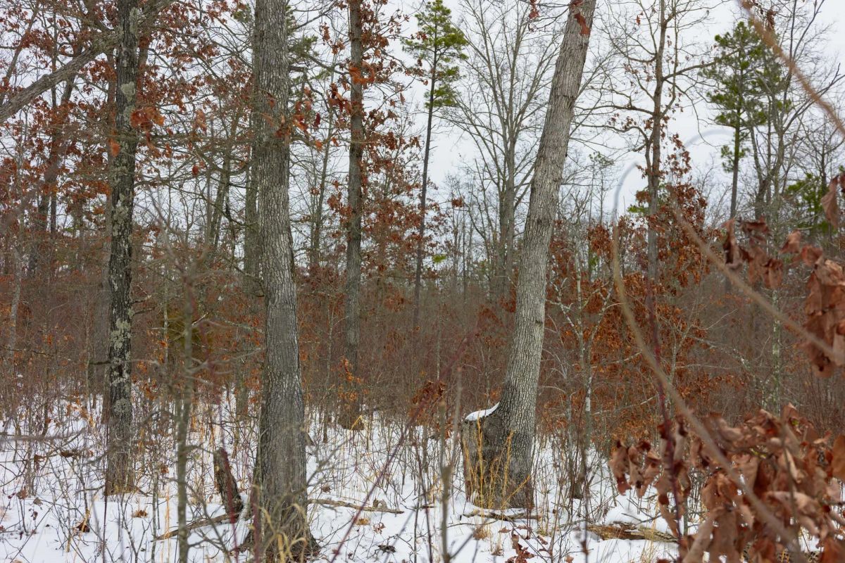 Decorative background for Sleepy Hollow Phase I Tract 11 image 12