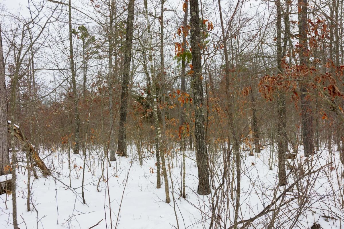 Decorative background for Sleepy Hollow Phase I Tract 11 image 13