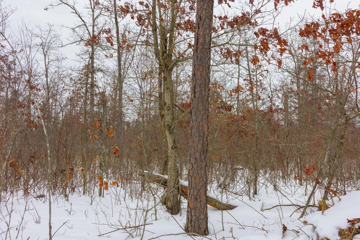 Decorative background for Sleepy Hollow Phase I Tract 11 image 14